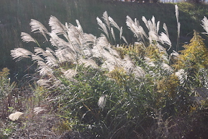積水多賀化工の動植物