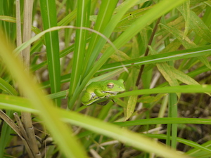 積水多賀化工の動植物
